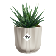 Elho Vibes Fold Round Mini range – planted display