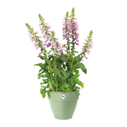 Elho Vibia Campana Round range – planted display