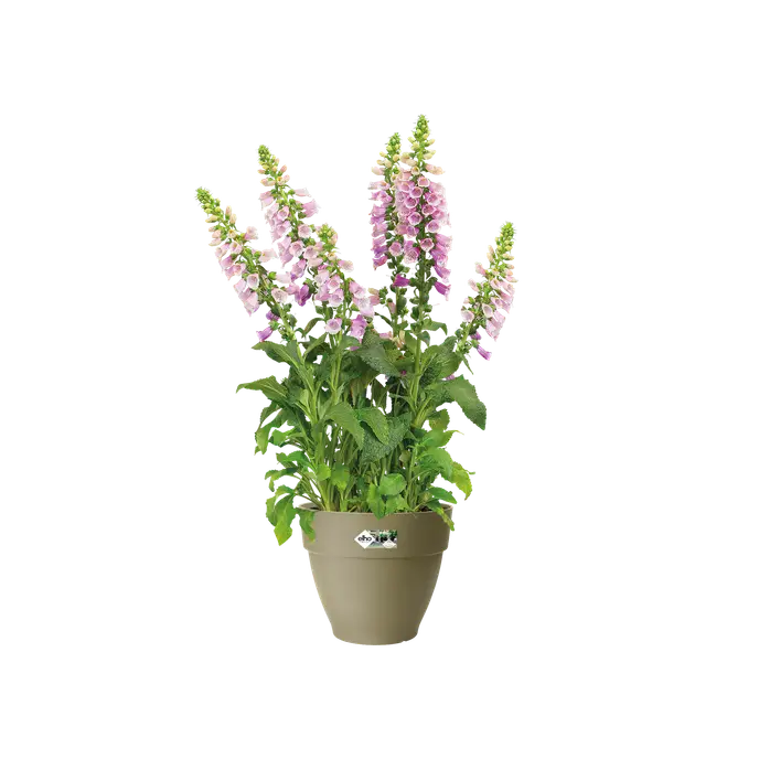 Vibia Campana Round 30cm Sage Green