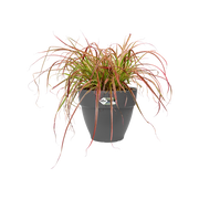Elho Vibia Campana Round range – planted display