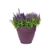 Elho Vibia Campana Round range – planted display