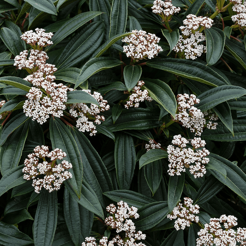 Viburnum davidii 3 Litre