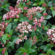 Viburnum tinus 'Eve Price' with pink buds and white winter flowers