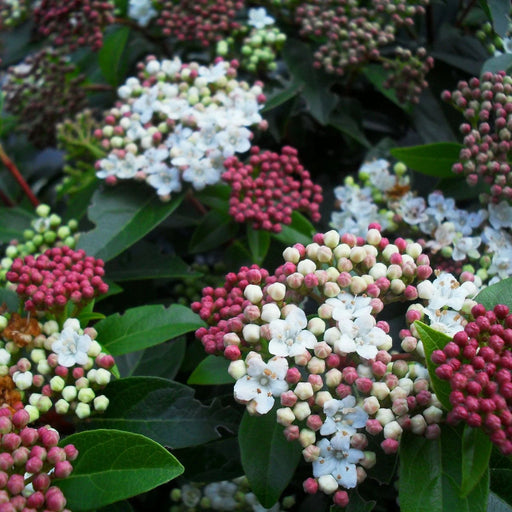 Viburnum tinus 'Eve Price' evergreen shrub in flower