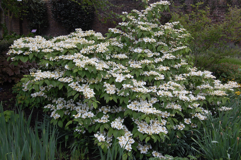 Viburnum plicatum 'Mariesii' with layered branches covered in white lacecap flowers