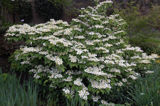 Viburnum plicatum 'Mariesii' with layered branches covered in white lacecap flowers