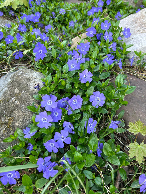 Vinca minor 'Bowles's Variety' with violet-blue flowers and glossy evergreen foliage