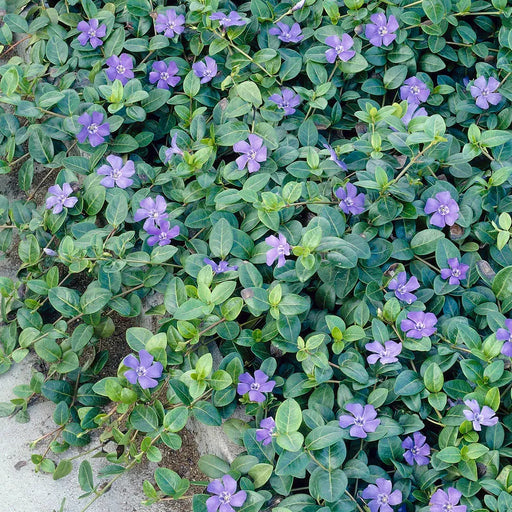 Lesser Periwinkle – Vinca minor