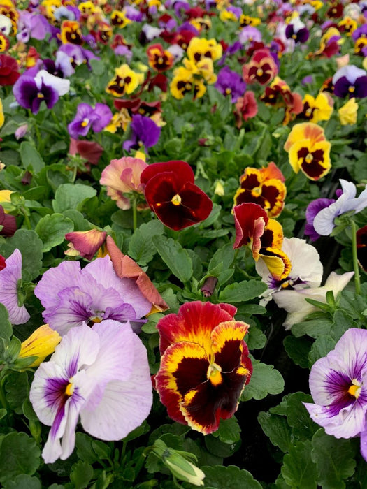 Pansy 6 pack Fruit of the Forest