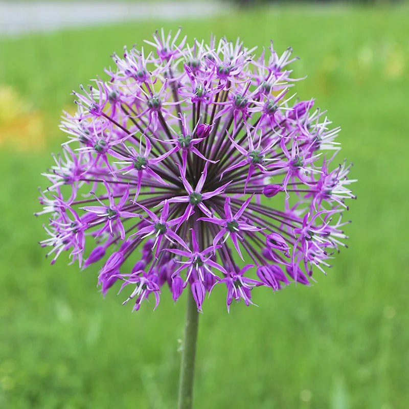Allium 'Violet Beauty' (6 Pack)