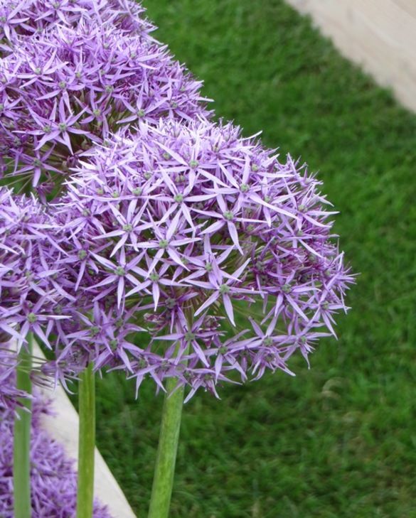 Allium 'Violet Beauty' (6 Pack)