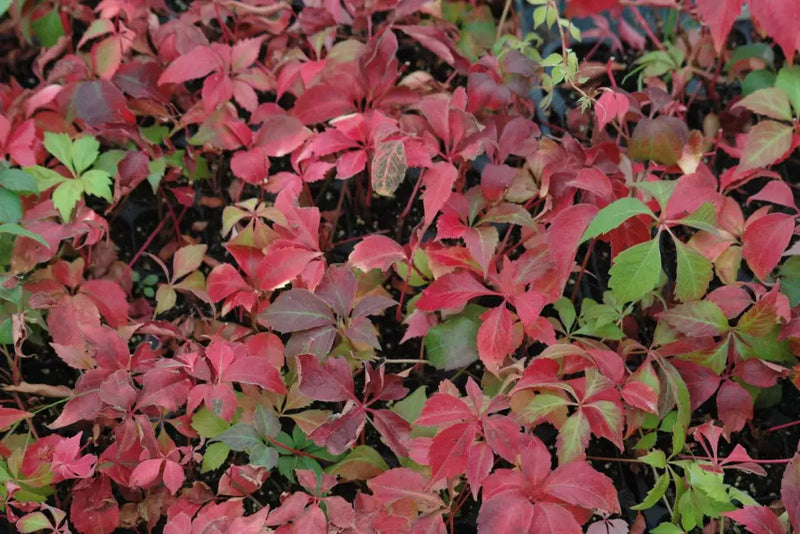 Virginia Creeper | Parthenocissus quinquefolia 'Engelmannii' (2 Litres)