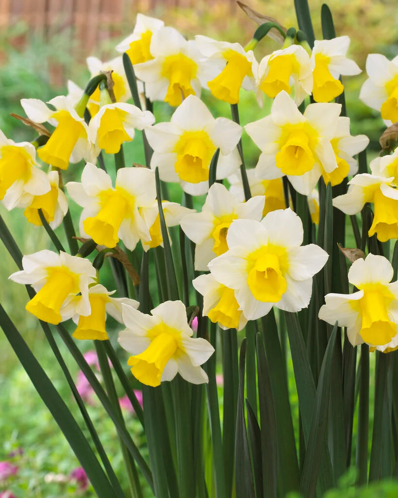 Daffodil Narcissus 'Golden Echo'