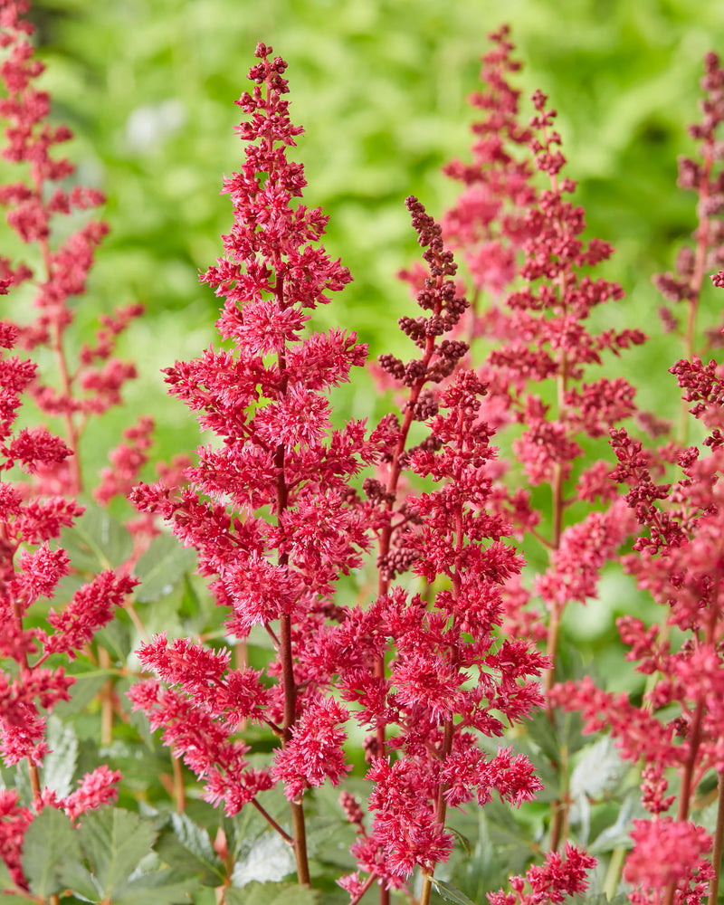 Astilbe 'Fanal' (2 Litre)