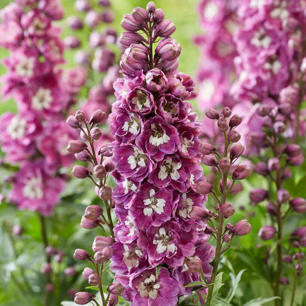 Delphinium Magic Fountain 'Deep Rose White Bee' 2 Litre