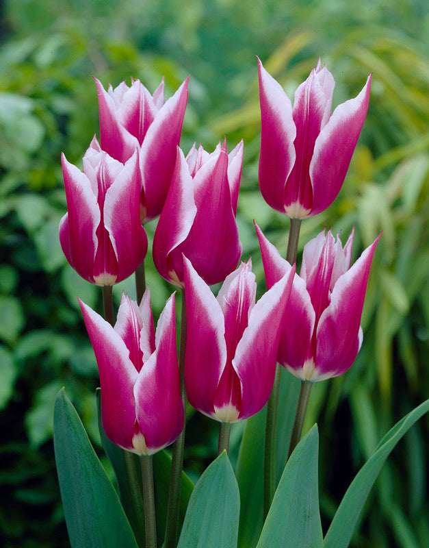 Tulip 'Claudia' Bulbs (8 pack)