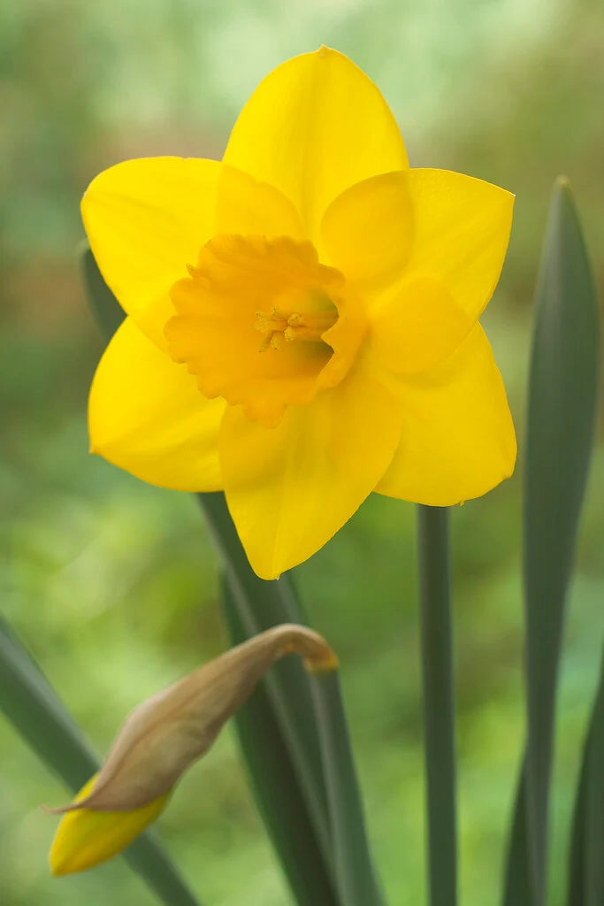 Daffodil Narcissus Golden Aura 20kg