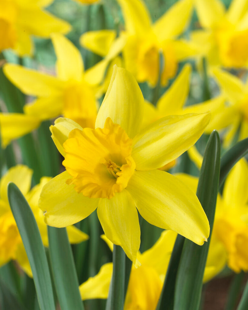 Daffodil Narcissus 'February Gold' (20 Pack)