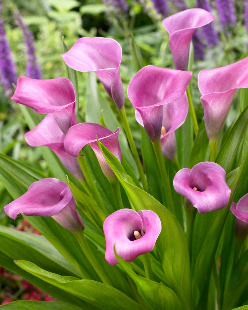 Calla 'Grape Velvet' (2 Litre)