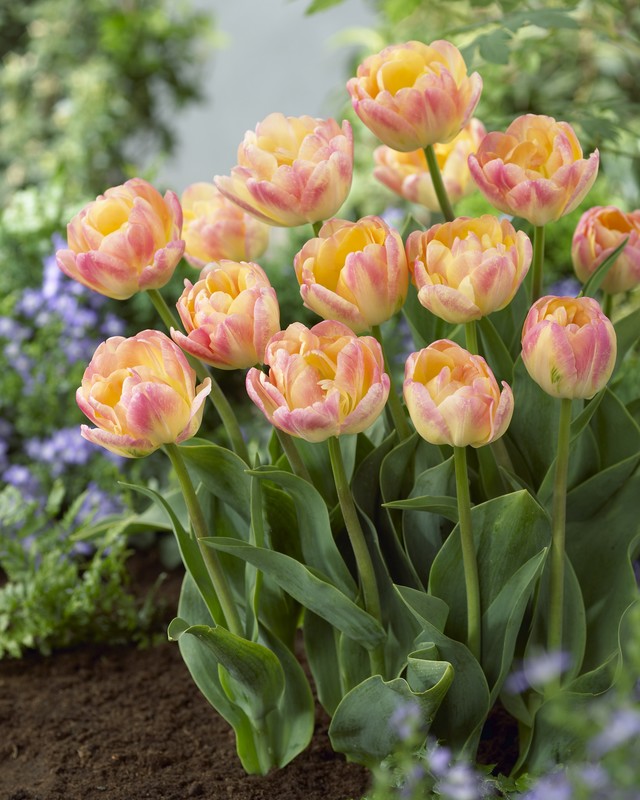 Tulip 'Peaches & Cream' Bulbs (8 pack)