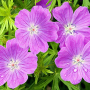 Close-up of Geranium sanguineum ‘Vision Violet’ flowers