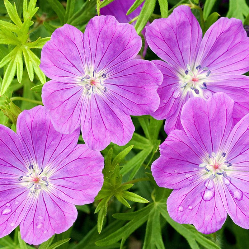 Close-up of Geranium sanguineum ‘Vision Violet’ flowers