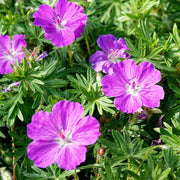 Carmine-violet blooms of Geranium ‘Vision Violet’ above divided leaves