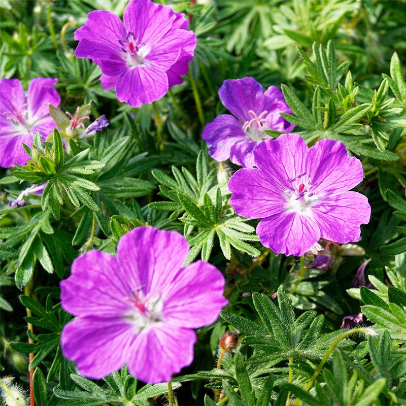 Carmine-violet blooms of Geranium ‘Vision Violet’ above divided leaves
