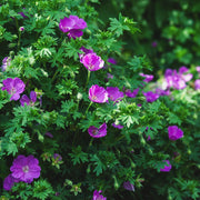 Geranium ‘Vision Violet’ flowering in a garden