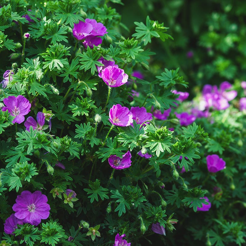 Geranium ‘Vision Violet’ flowering in a garden