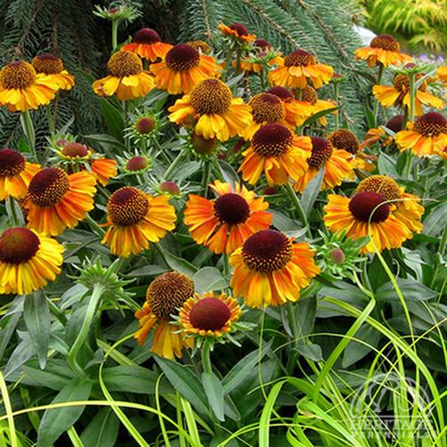 Helenium 'Short n Sassy' 2L