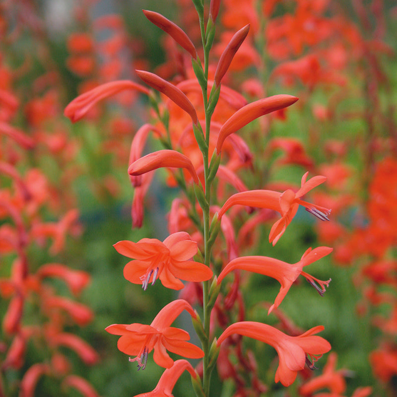 Watsonia Apricot Queen 2L