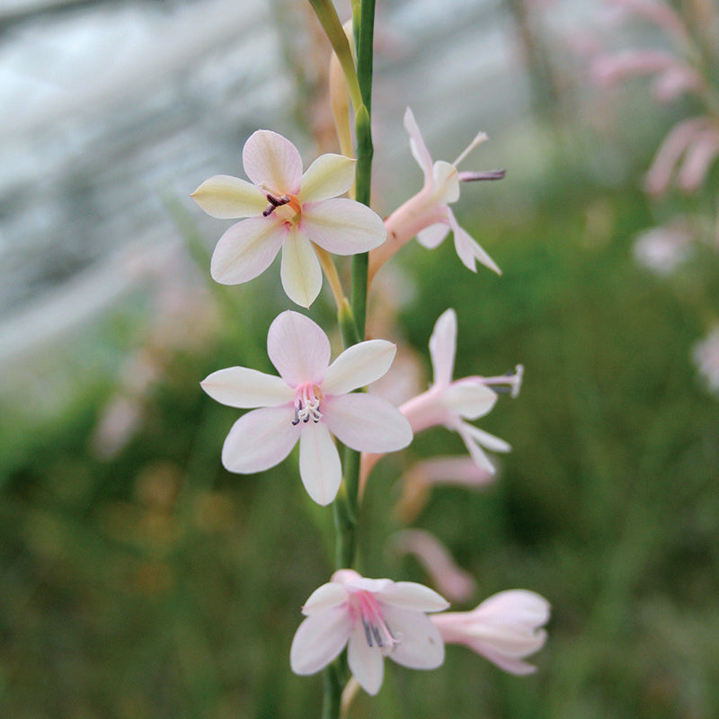 Watsonia Pale Violet 2 Litre