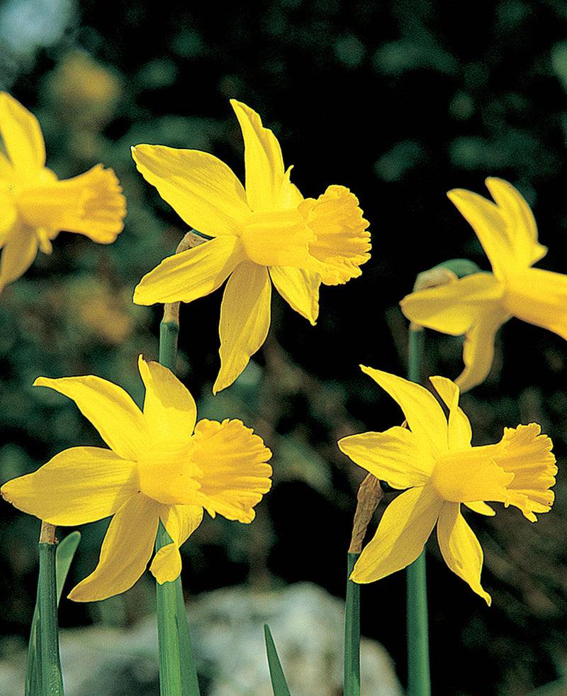Daffodil Narcissus 'February Gold' (20 Pack)