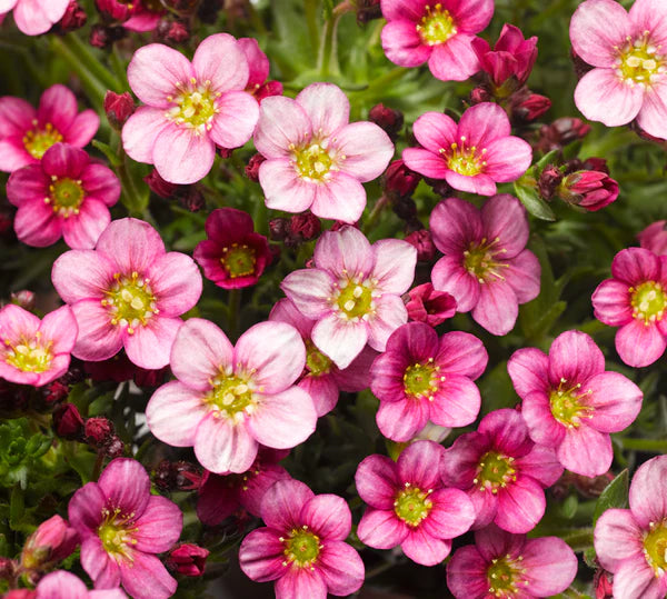 Saxifraga Alpino Pink Picotee Alpine in 9cm Pot