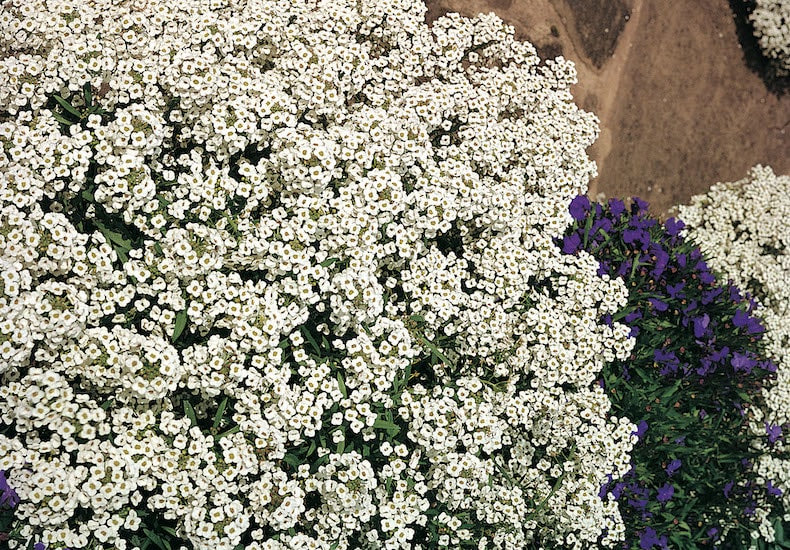 Alyssum 'Carpet Of Snow'