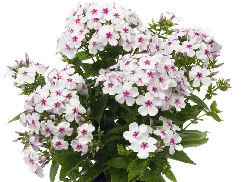 Phlox 'Famous White' (2 Litre)