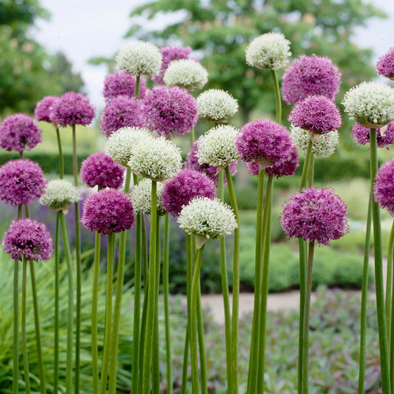 Allium Kings and Queens (18 Pack)