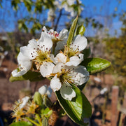 Williams pear tree – flowers or seasonal detail