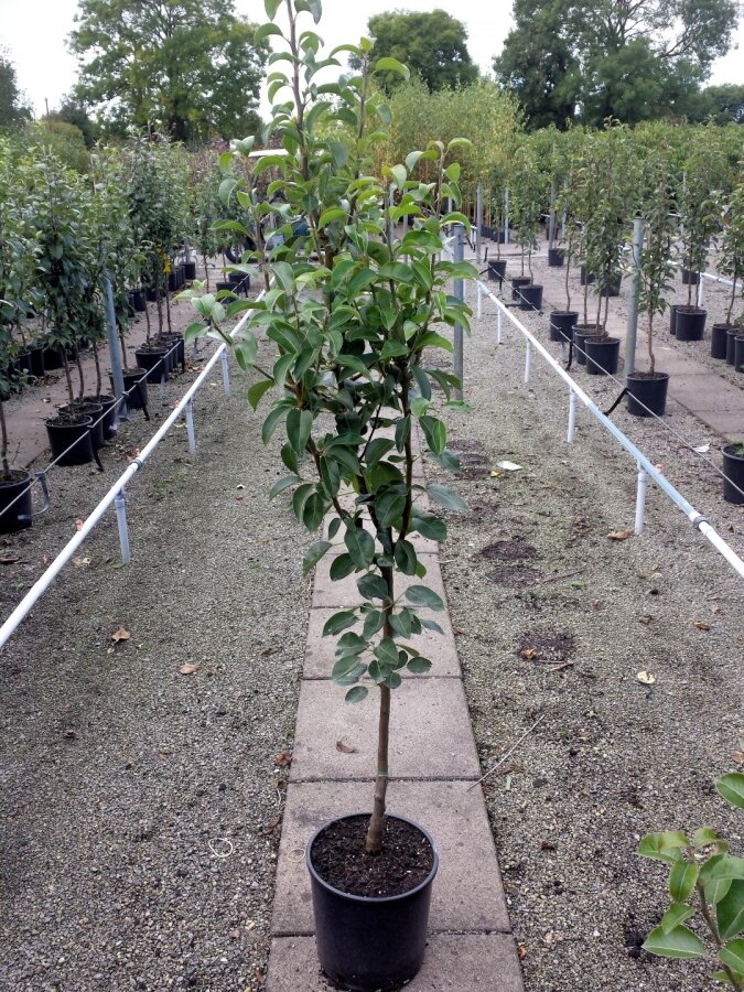 Williams pear tree – foliage, fruit or mature form