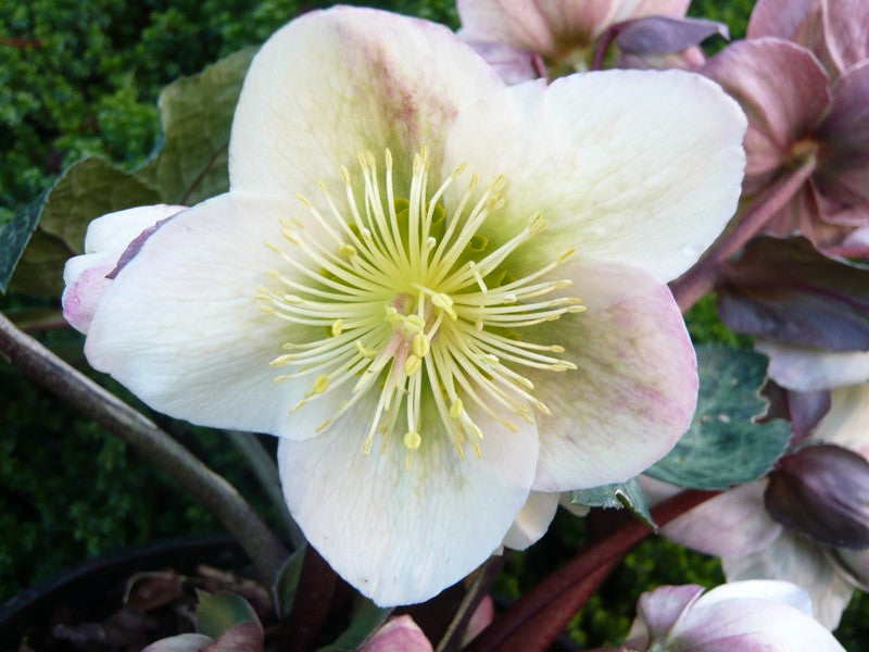 Helleborus `Winter Moonbeam` | | Lenten Rose 2L