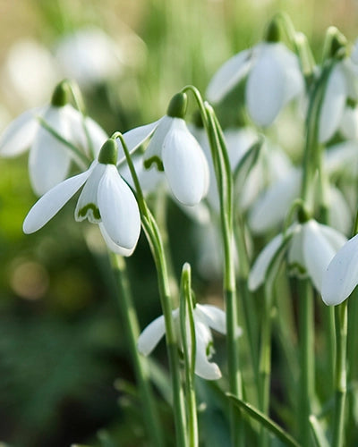 Galanthus Elwesii | Snowdrops Elwesii (6 Pack)