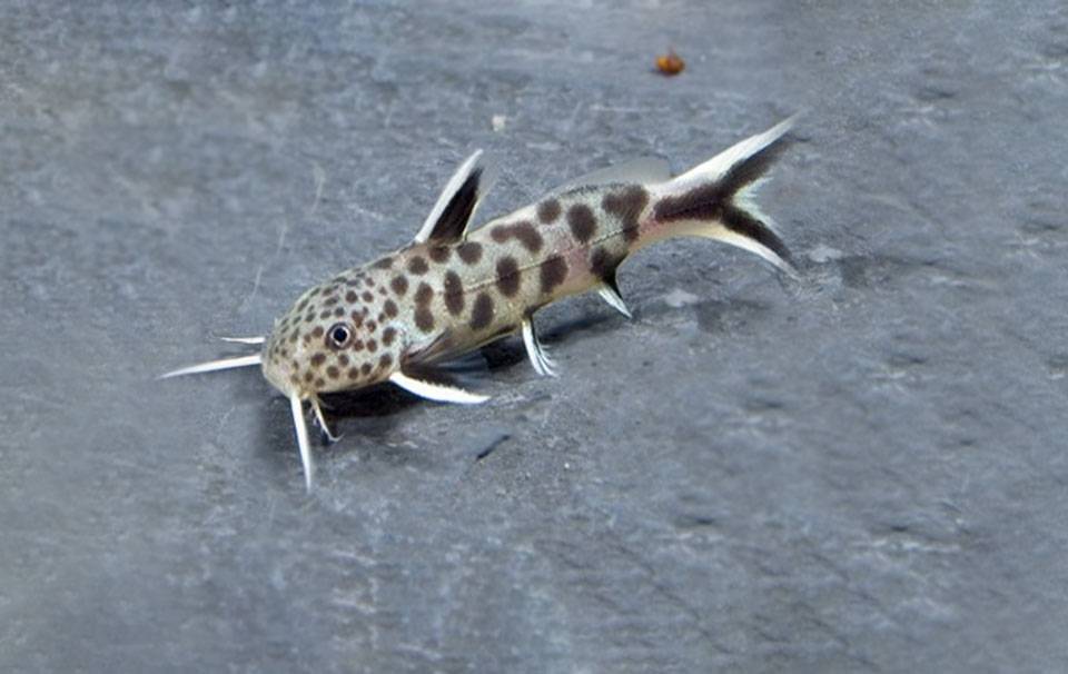 Fish-Synodontis Petricola (TB)