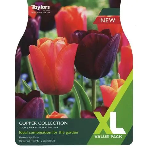 Tulip Copper Collection 11-12 Xl