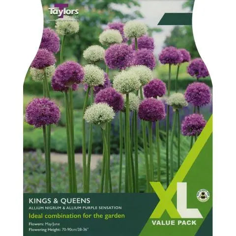 Allium Kings and Queens (18 Pack)