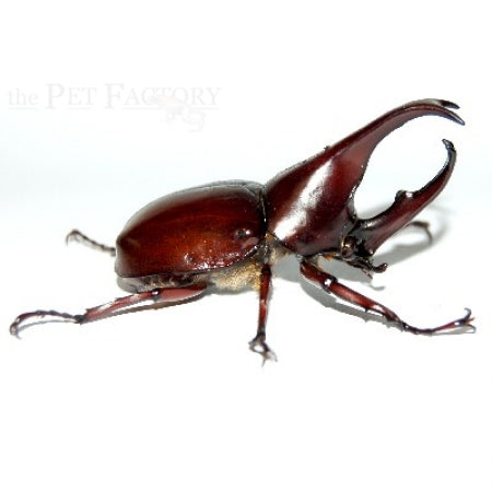 Xylotrupes gideon gideon Larvae