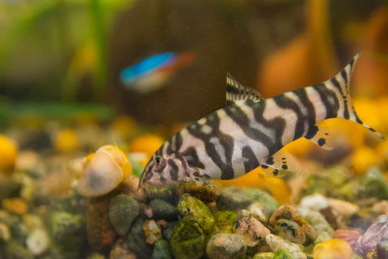 Yoyo Loach | Botia almorhae