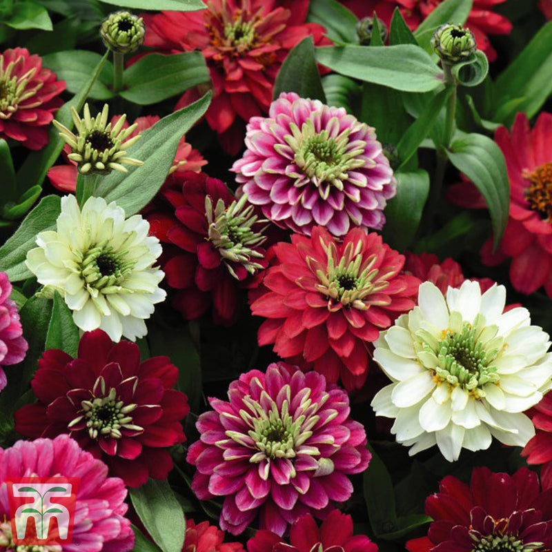 Zinnia Marylandica 'Zahara Double Berries Mix'