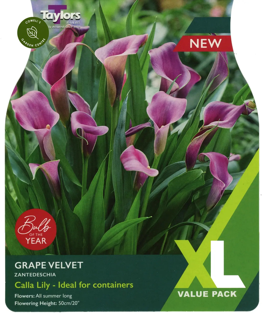 Lily Bulbs