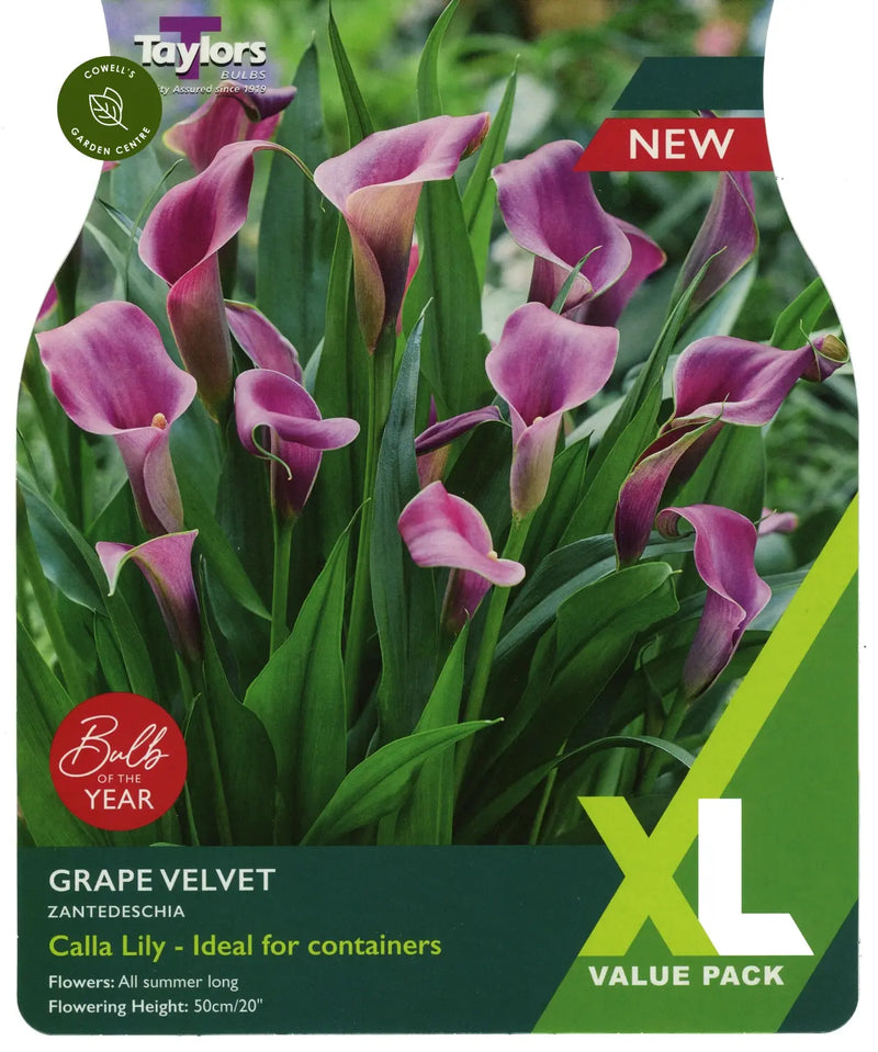 Zantedeschia Grape Velvet